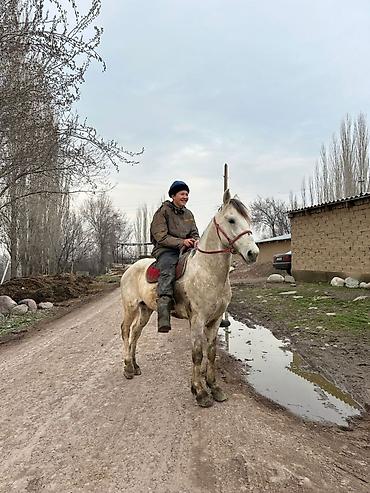 Лошади, кони: Продаю | Жеребец — 3