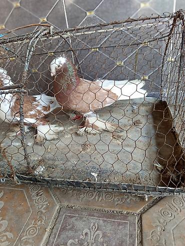 Птицы: Продаю голубей молодые 1,5 года пара 6000сом — 5