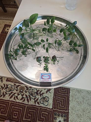 yosun: Akvaryum bitkiləri dəsti - Nümunələr: Anubias növləri (kiçik yarpaqlı — 1