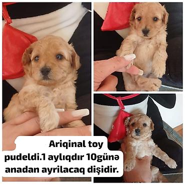 Pudel, 1 ay, Dişi lalafo.az -da Pudel, 1 ay, Dişi