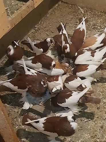 Pişiklər: Pişiklər -da lalafo.az — 7 Pişiklər: Pişiklər — 7