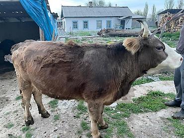 Коровы, быки: Продаю | Корова (самка) | Для молока | Привязанные — 7