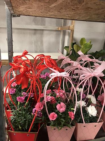 Подарочная упаковка: Подарочные композиции в коробке-сумке - Живые комнатные — 18