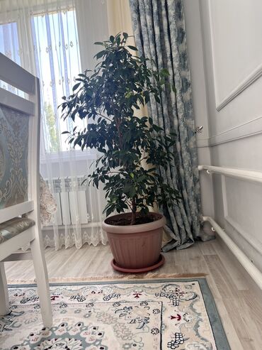 продам шиповник: Продается фикус бенджамина, размер 135 см