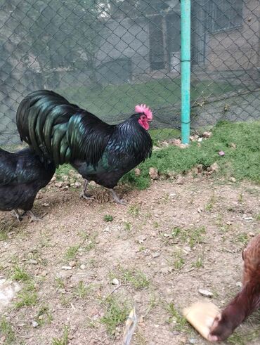 Cücələr: Toyuq, Australorp, Damazlıq