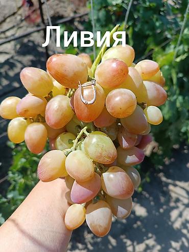 Үй жана бакча: Юпитер годовалые саженцы столового винограда кишмиш неукрывной — 4