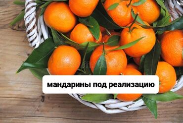 Мандарины: Мандарины Оптом, Самовывоз