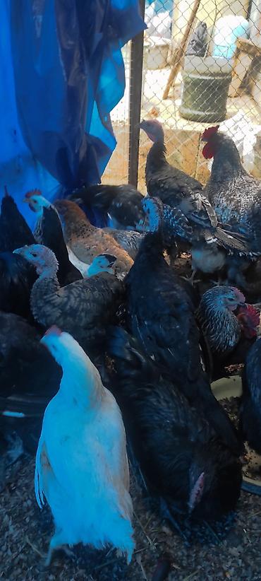 qus qefesi: Hinduşka kanada bunların erkəyi 15-20 kq et verir yaxşı baxıldıqda 4 — 7