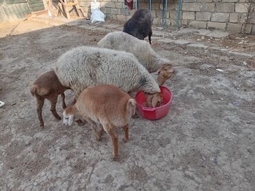 Arılar: Dişi, il: 3, Damazlıq, Ətlik, Ödənişli çatdırılma