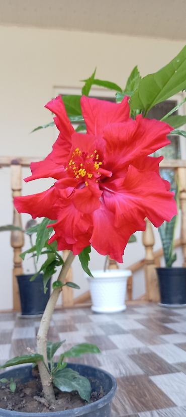 kala: Qırmızı hibiskus (Çin qızılgülü) – dibçək bitkisi - Növ: Hibiscus — 2