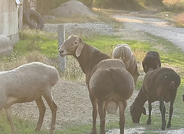 Баран, овца: Продаю | Баран (самец) | Гиссарская, Арашан, Полукровка | Для разведения | Осеменитель, Племенные — 3