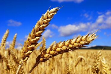 эчки сатам: Продаю пшеницу с поля, 15 гектар, сорт исаул, азимка 1 репродукции
