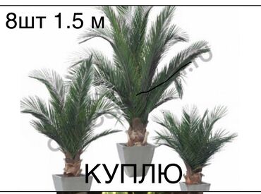 Куплю Растения
Вашингтония -1 шт 1.4 метр
Пальмы -8 шт 1.5 метр
Санси