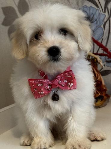 İtlər: Pudel, Peyvəndli — 2