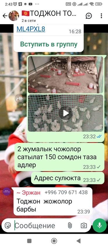 сколько стоит черепаха маленькая в бишкеке: А/ч жаныбарлары үчүн тоюттар