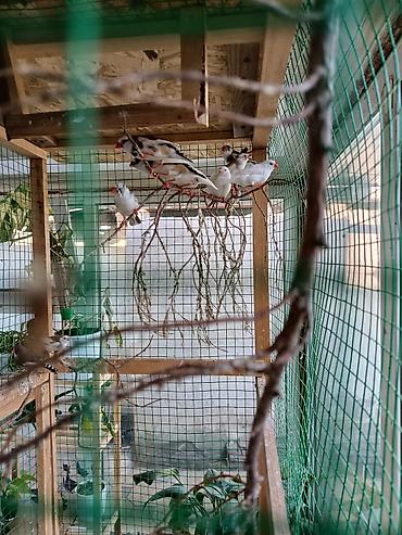 А/ч жаныбарлары үчүн тоюттар: Продам амадинов, парочка, было пять выводка птенцов! Плюс 8 — 1