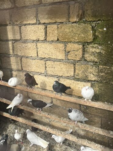 dovşan şəkilləri: Məhsul: Ev şəraitində saxlanılan dekorativ göyərçinlər kolleksiyası