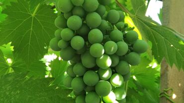 Другие услуги: Обрезка плодовых и декоративных деревьев, винограда,роз и других — 2