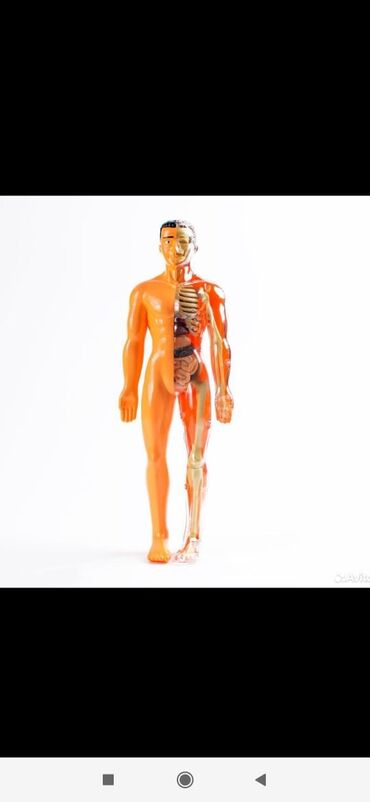 salfetnica lebed: Скелет с человеческий органом 500с