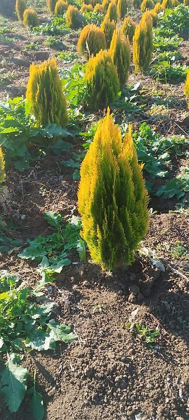 epimedium bitkisi satisi: Qızılı tuya – dekorativ həmişəyaşıl iynəyarpaq kollar - Növ: Thuja — 3