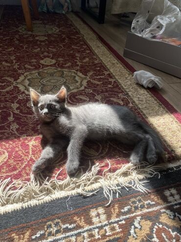 показы 1 354 72 договорная кошка даром британская короткошёрстная 1 год мальчик метис 2 позвонить написать: Мышык бекер берилет: Скотиш Страйт (Шотландиялык тик кулактуу), 2 айлык, Эркек