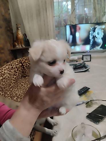 Продажа собак: Чихуахуа, 2 месяца, Самец — 11