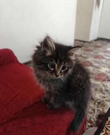 отдам котенка в добрые руки: 2 месяца, Мальчик, Приучена к лотку