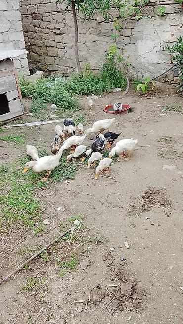 betta baligi qiymeti: Salam təcili satılır öz heyvanlarımdi 18 ədəddi 7 si böyük 11 i — 1