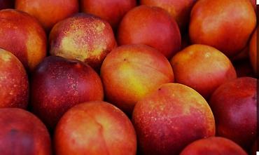 Другие фруктовые и ягодные растения: Кочот сатылат Кызыл кыянын питомнигинде остурулгон 🍑 персиктин 6сорту at lalafo.kg — 5 Другие фруктовые и ягодные растения: Кочот сатылат Кызыл кыянын питомнигинде остурулгон 🍑 персиктин 6сорту — 5