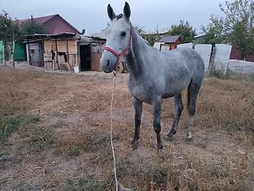 Продам с/х животных: Продаю | Жеребец | Английская | Конный спорт | Племенные — 4