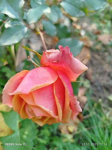 Другие садовые цветы и кустарники: Предлагаем саженцы роз разного возрастаплетистые,кустовые,цены — 10