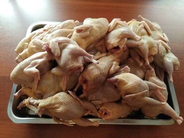 Птицы: Купим перепёлок для кафе нужен поставщик на постоянной основе вес