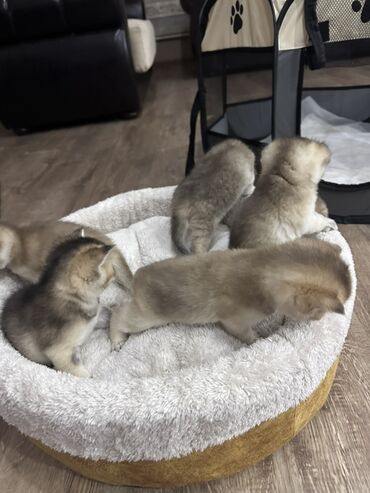 отдам в хорошие руки котят: Британская, Самец, Самка, В добрые руки, Платная доставка
