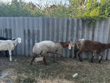 корм для коров цена: Продаю | Баран (самец), Овца (самка), Ягненок | Для разведения