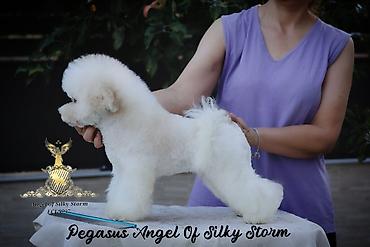 Psi: Odgajivačnica kovrdžavih bišona Angel of Silky Storm, leglo „P“ 2 — 11