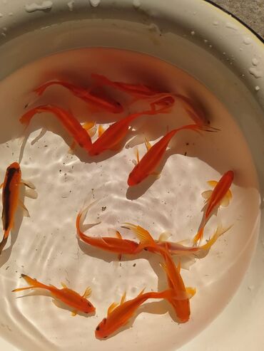 en yaxsi bugda sortu: Qızıl balıq, Sülhsevər, Ünvandan götürmə