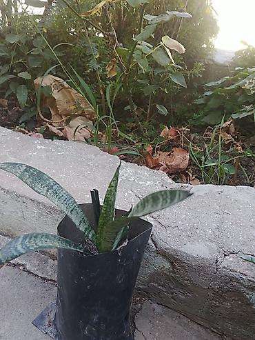kamin dekor: Otaq bitkiləri fidanları – torflu polietilen torbalarda Mövcud — 1
