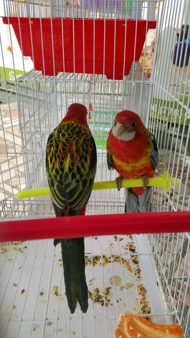 Птицы: Попугаи волнистые at lalafo.kg — 5 Птицы: Попугаи волнистые — 5