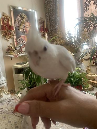 quş yarım tip: Ağ rəngli nimfa tutuquşu (cockatiel) - Növ: Nimfa tutuquşu, tam — 2