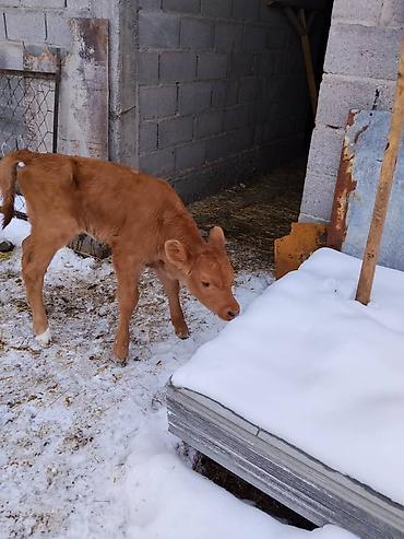 Коровы, быки: Продаю | Тёлка, Музоо, торпок | Для разведения, Для молока | Искусственник — 10