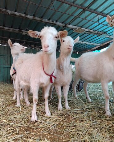 Козы, козлы: Продаю | Коза (самка) | Зааненская | Для молока | Племенные — 3