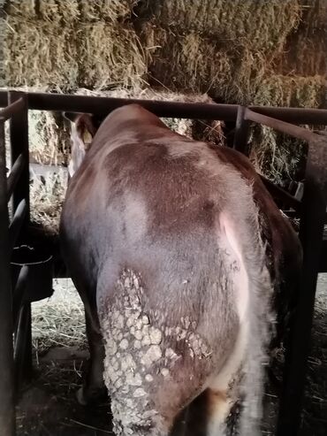 Inəklər, öküzlər: 6 baş dana satilir — 14