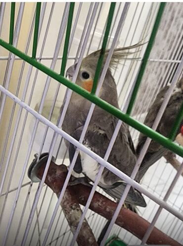 4 aylıq 3 ədəd Korella quşlarıdı,tam sağlamdılar. Bahalı vitamin və