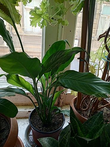 roza: Satılır: otaq bitkiləri dəsti 1) Spathiphyllum (Sülh zanbağı) - — 2