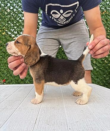 Psi: ŠTENCI BIGLA – The Lovely Dogs Pogledajte vrhunski kvalitet naših — 6