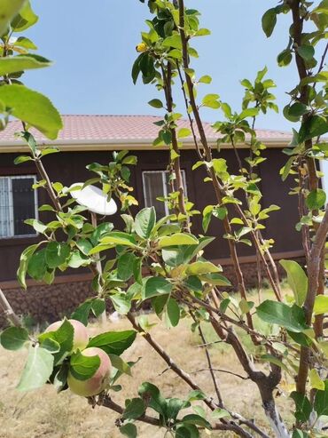 Bağ evlərinin satışı: Bakı, Şüvəlan qəs., 95 kv. m, 3 otaqlı, İnternet, Telefon, Qaz -da lalafo.az — 8 Bağ evlərinin satışı: Bakı, Şüvəlan qəs., 95 kv. m, 3 otaqlı, İnternet, Telefon, Qaz — 8