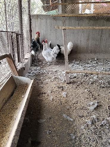 курица брама купить: Продам породистых домашних курей — 5
