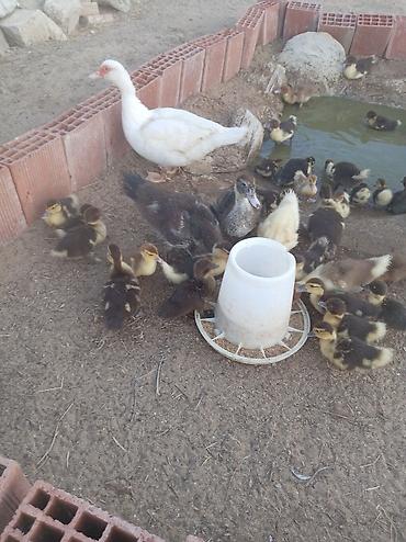 ördək balası və cücə: Muscovy ördəkləri – bala ördəklər - Cins: Muscovy (Hind ördəyi) - — 1