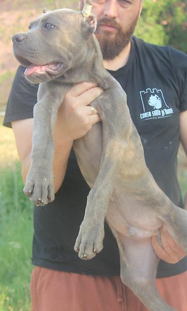 Psi: Cane Corso štenci U ponudi veoma perspektivni štenci iz različitih — 5