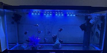 Akvariumlar: Boş, 80 l, Ödənişli çatdırılma — 1